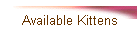 Available Kittens