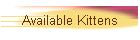 Available Kittens