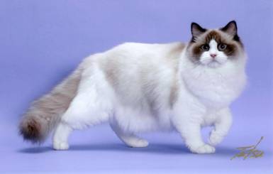 Sara