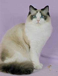 Cecelia