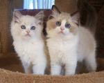 FinerPointRags Desert Rose (Rosie)