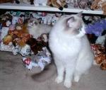 Adonis with the Beanie Babies
