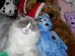 Yep that's Spencer with his friends...the beanie babies!