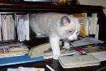Spencer as a baby coming out of my desk